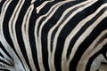 Real leather Chapman`s zebra Equus quagga chapmani. Black and white stripes