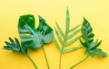 Real leaves on pastel color background.Botanical tropical