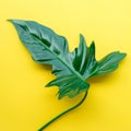 Real leaves on pastel color background.Botanical tropical