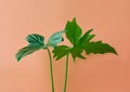 Real leaves on pastel color background.Botanical tropical