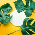 Real leaves with white copy space background.Tropical Botanical