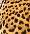 Real Leopard Skin Royalty Free Stock Photo