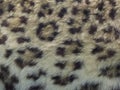 Real leopard skin spots, makes for cool background Royalty Free Stock Photo