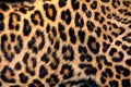 Real Leopard Skin Royalty Free Stock Photo