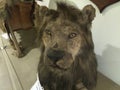 Real lion face in manial palace