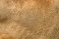 Real lion skin texture Royalty Free Stock Photo