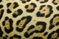 Real Live Jaguar Fur Texture Royalty Free Stock Photo