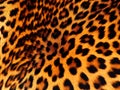 Real Live Jaguar Skin Fur Texture Background Royalty Free Stock Photo