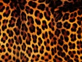 Real Live Jaguar Skin Fur Texture Background Royalty Free Stock Photo