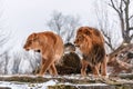 Real lion couple