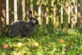 A real live rabbit bunny among colorful apples in the rural garden. Easter concept with copy space