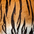 Real Live Tiger Fur Stripe Pattern Background Royalty Free Stock Photo