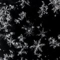 Real macro snowflakes on a black background