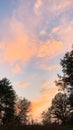 Real Majestic Sunrise Sundown Sky Background With Gentle Colorful Clouds And Tree Silhouettes