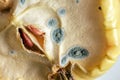 Real mold on half apple Royalty Free Stock Photo