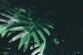 Real monstera leaves background. Tropical, botanical nature concept