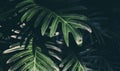 Real monstera leaves background.Tropical,botanical nature concept