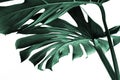 Real monstera leaves decorating for composition design.Tropical,botanical nature concepts