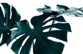 Real monstera leaves decorating for composition design.Tropical,botanical nature concepts Royalty Free Stock Photo