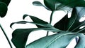 Real monstera leaves decorating for composition design.Tropical