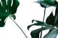 Real monstera leaves decorating for composition design.Tropical,botanical nature concepts Royalty Free Stock Photo