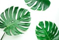 Real monstera leaves set on white background.Tropical,botanical