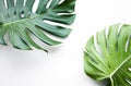 Real monstera leaves set on white background.Tropical,botanical