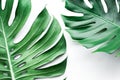 Real monstera leaves set on white background.Tropical,botanical Royalty Free Stock Photo