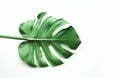 Real monstera leaves on white background Royalty Free Stock Photo