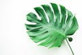 Real monstera leaves on white background.Tropical,botanical