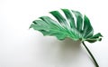 Real monstera leaves on white background.Tropical,botanical