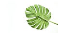 Real monstera leaves on white background.Tropical,botanical