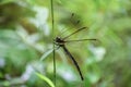 Real Monstrosities Owlfly- Insects