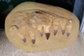 Real Mosasaurus jaw from Khouribga city, Morocco, western Africa Royalty Free Stock Photo