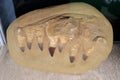 Real Mosasaurus jaw from Khouribga city, Morocco, western Africa Royalty Free Stock Photo