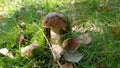 Real mushroon in forest Royalty Free Stock Photo