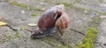 The real mutualism of snail family Royalty Free Stock Photo