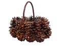 Real Native pine cones basket lower view Royalty Free Stock Photo