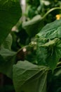 Real natural background: close-up of cucumber leaves and shoots Royalty Free Stock Photo