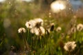 Real natural background: a field of wild flowers flooded with sunlight at sunset. Beauty of summer. Royalty Free Stock Photo