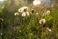 Real natural background: a field of wild flowers flooded with sunlight at sunset. Beauty of summer. Royalty Free Stock Photo