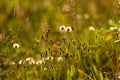 Real natural background: a field of wild flowers flooded with sunlight at sunset. Beauty of summer. Royalty Free Stock Photo