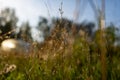 Real natural background: a field of wild flowers flooded with sunlight at sunset. Beauty of summer. Royalty Free Stock Photo