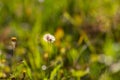 Real natural background: a field of wild flowers flooded with sunlight at sunset. Beauty of summer. Royalty Free Stock Photo