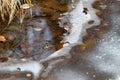 Real natural backround: thawing on the lake, fallen leaves, dry grass under water Royalty Free Stock Photo