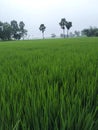 Real natural beauty in india my village