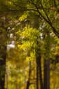 Real natural postcard: yellow acacia tree iluminated by sunlight on a beautiful sunny autumn day.