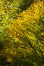 Real natural postcard: yellow acacia tree iluminated by sunlight on a beautiful sunny autumn day.