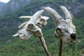 Real natural scare goats skulls on pole with mountain background Royalty Free Stock Photo