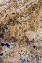 Real natural shell stone. shell texture. Royalty Free Stock Photo